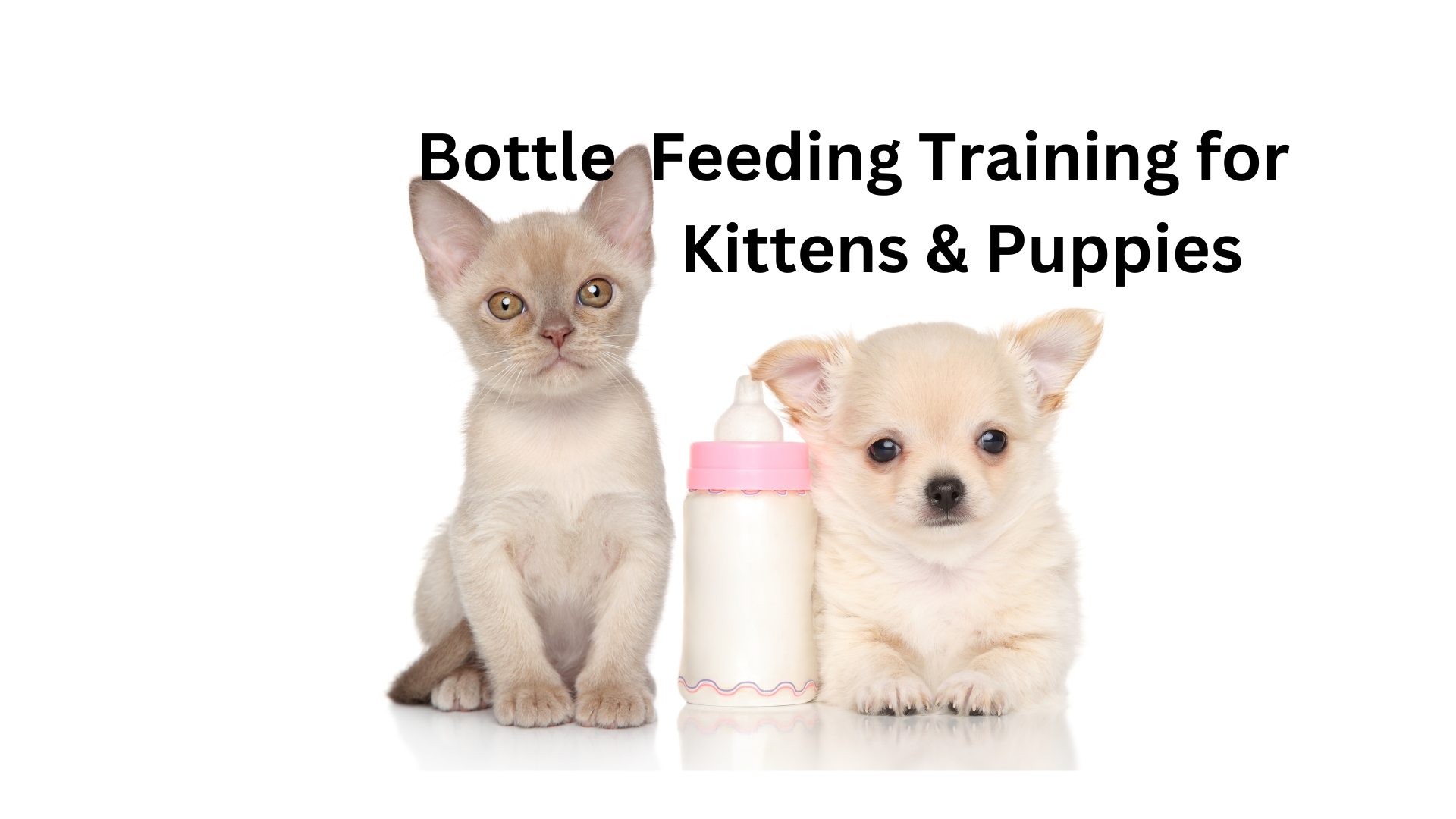 Bottle Baby Feeding Class