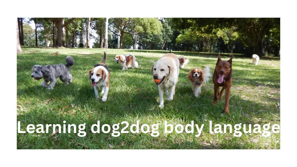Learning Dog-to-Dog Body Language Webinar