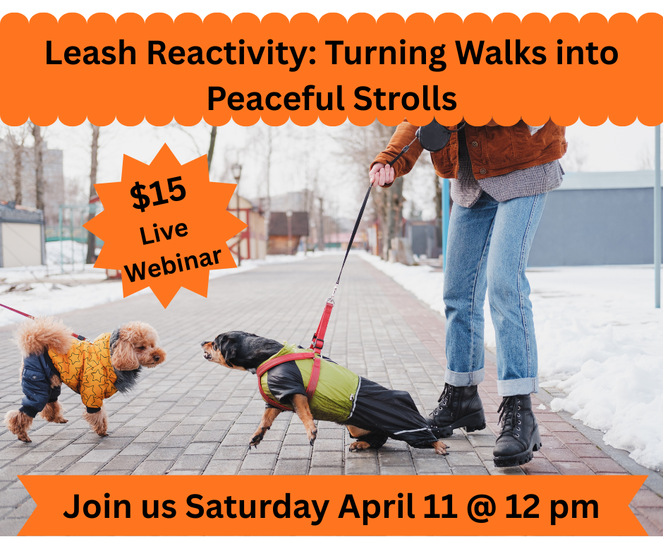 Leash Reactivity
