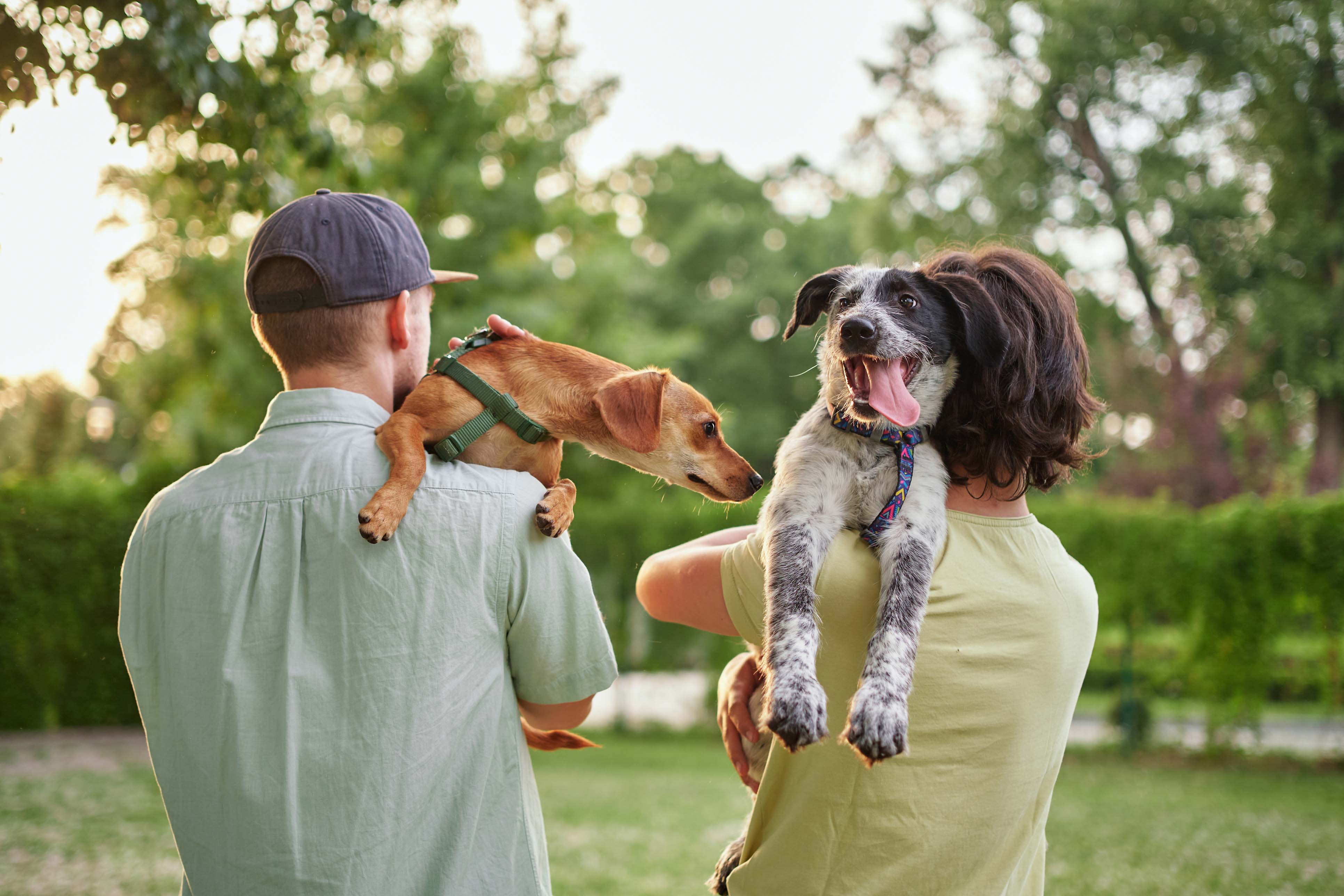 foster puppy or pet