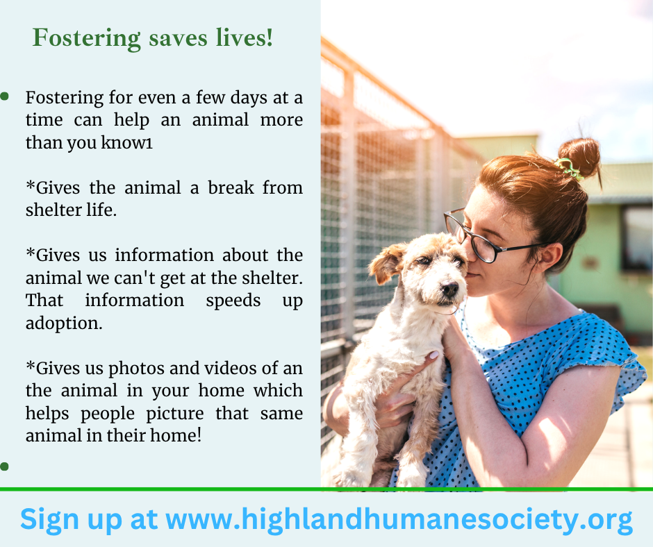 Flyer describing current foster home needs at Highland Humane Society
