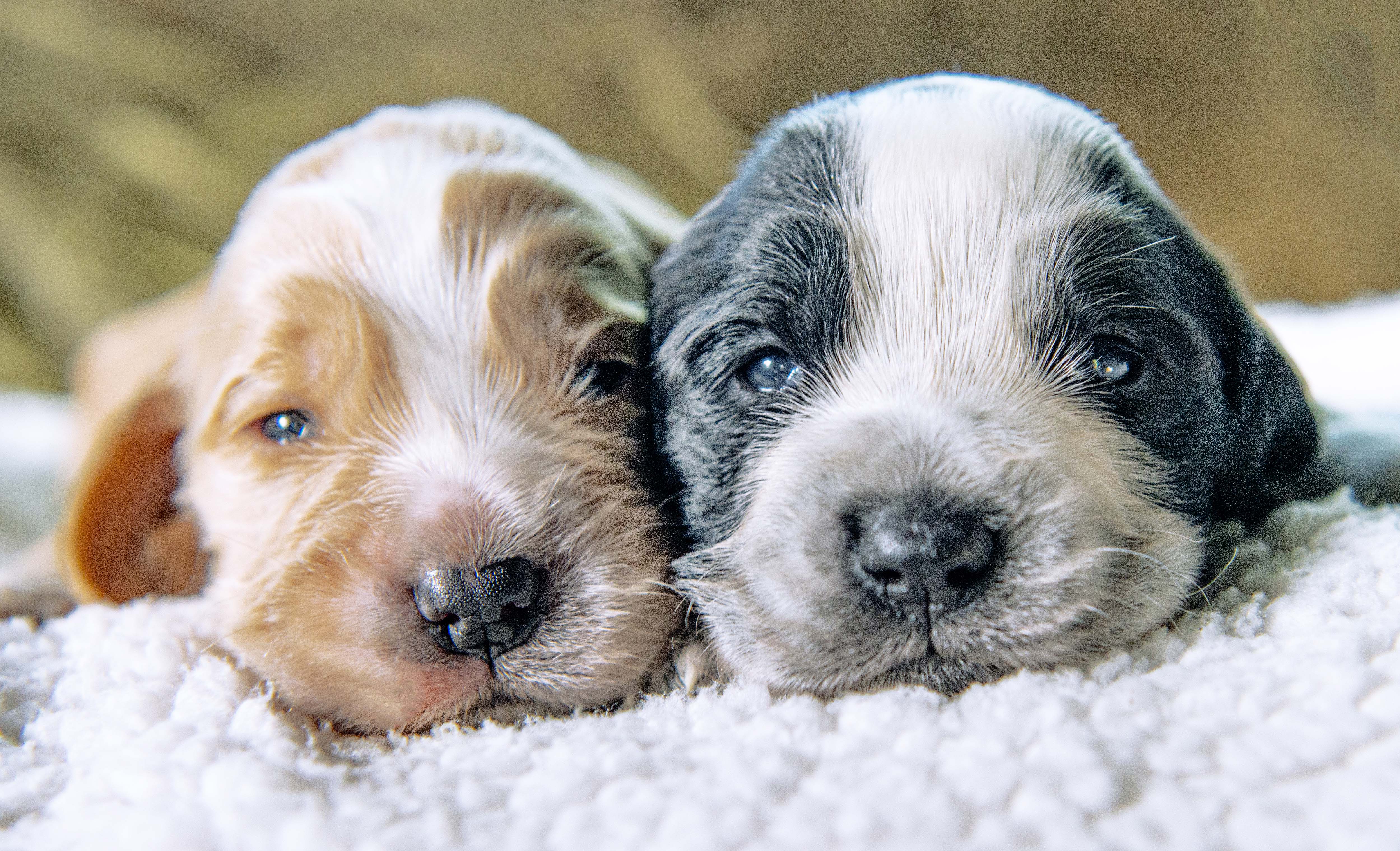 cute cocker spaniel puppies in a row