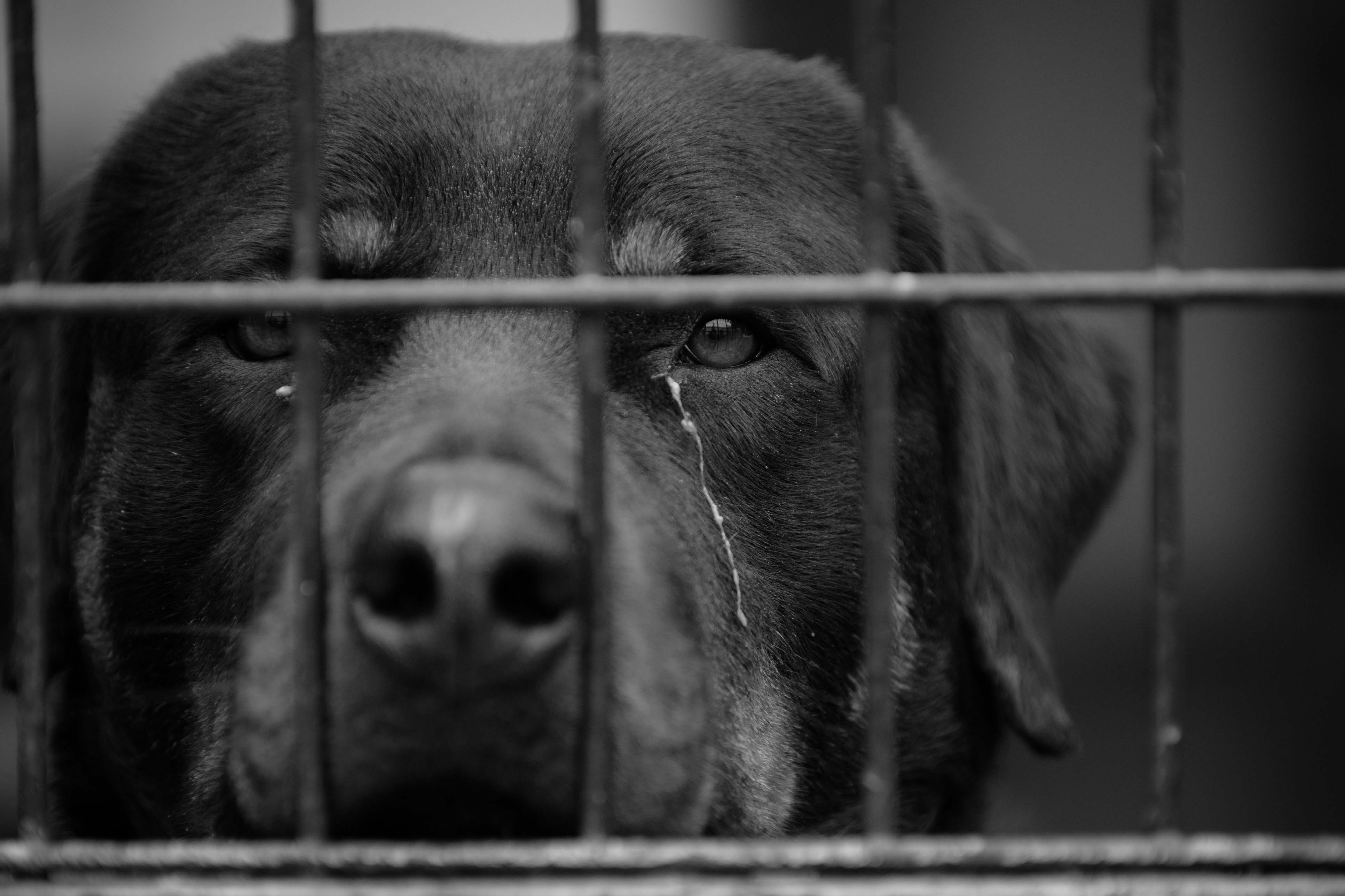 Report Animal Cruelty Highland Humane Society
